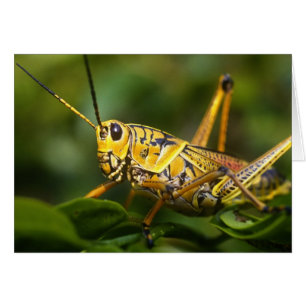 Sauterelle, Parc national des Everglades, Floride,