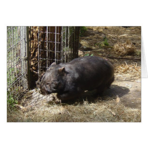 Sauvage pour des wombats