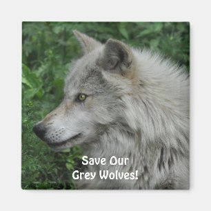 SAUVEGARDER NOS LOUPS GRIS - Magnet photo de la fa