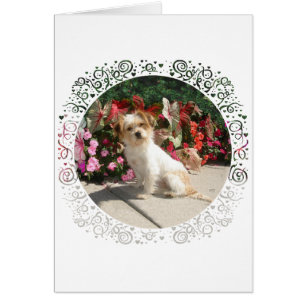 Sauvetage de chien de race Terrier mixte