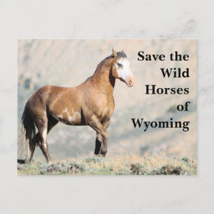 Sauvez les chevaux sauvages du Wyoming Carte posta