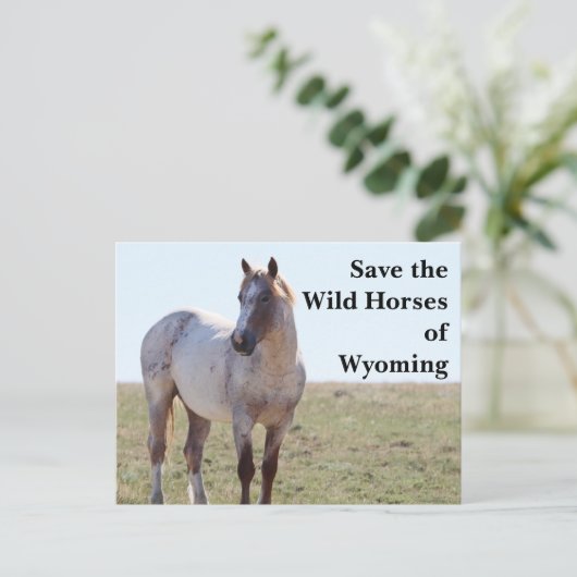 Sauvez les chevaux sauvages du Wyoming Carte posta (Debout devant)