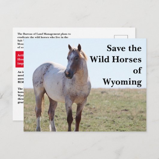 Sauvez les chevaux sauvages du Wyoming Carte posta (Devant / Derrière)
