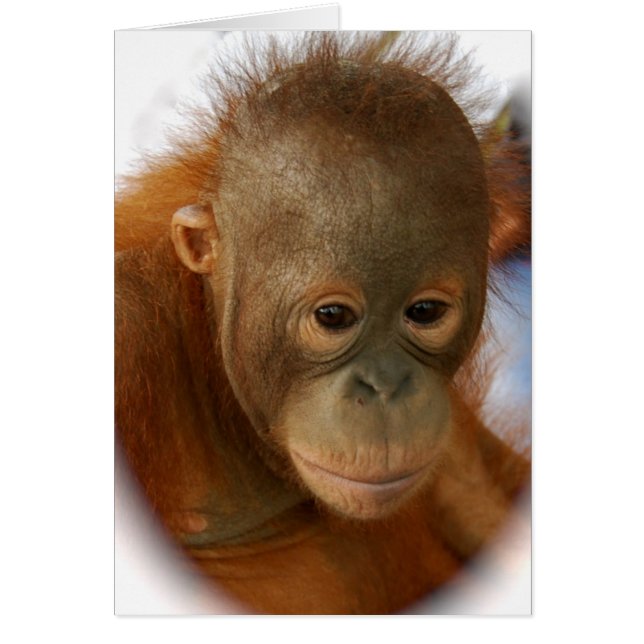 Sauvez les orangs-outans de l'extinction (Devant)