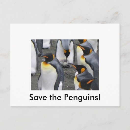 Sauvez les pingouins ! Carte postale (Devant)