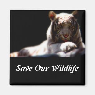 Sauvez notre faune Magnet carré tigre