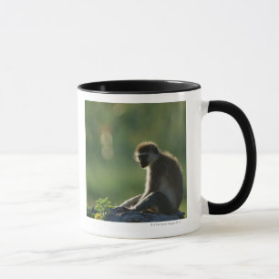 Savanna Monkey Mok