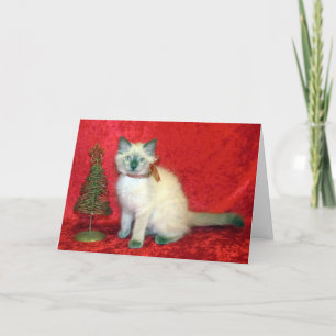 Savannah-Balinese Kitten - Kat / Keukenkerst Feestdagen Kaart