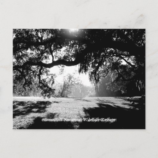 Savannah Briefkaart (Voorkant)