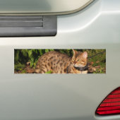 Savannah Cat Background Bumpersticker (Op auto)