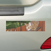Savannah Cat Background Bumpersticker (Op auto)
