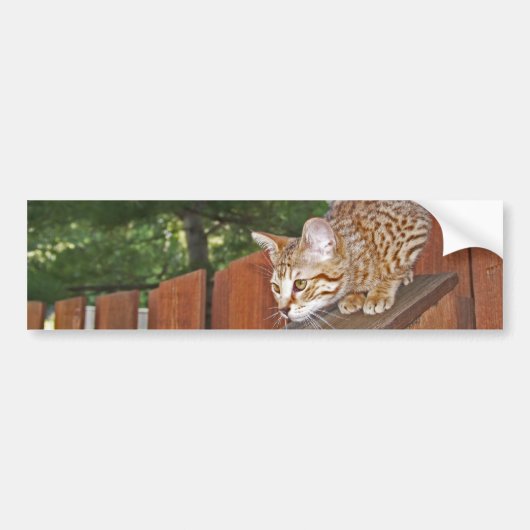 Savannah Cat Background Bumpersticker (Voorkant)