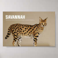 Savannah Cat Breed
