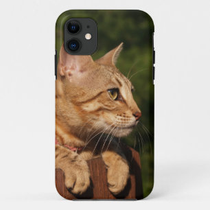 Savannah Cat iPhone 5 11 Hoesje