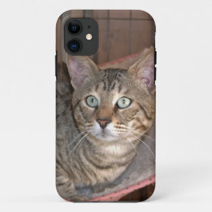 Savannah Cat iPhone 5 11 Hoesje