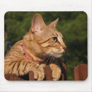 Savannah Cat Mousepad Muismat