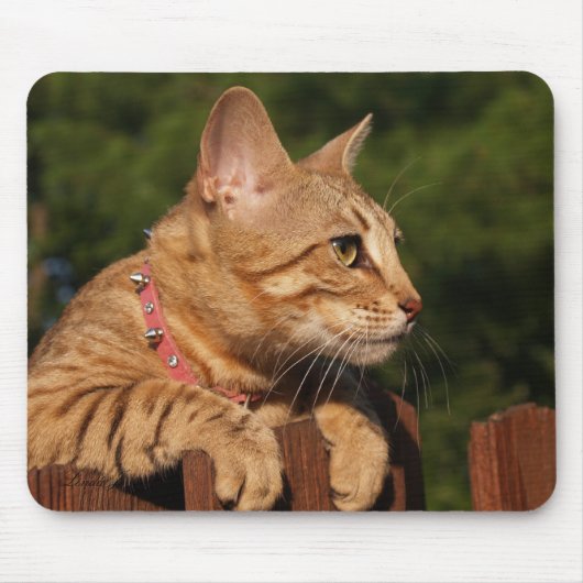 Savannah Cat Mousepad Muismat (Voorkant)