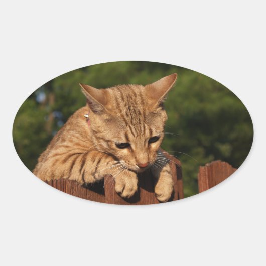 Savannah Cat Oval Sticker (Voorkant)