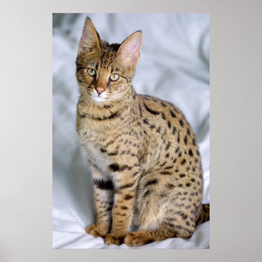 Savannah Cat Poster (Voorkant)