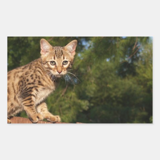 Savannah Cat Rectangle Sticker (Voorkant)