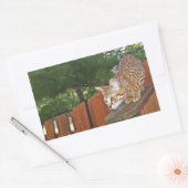 Savannah Cat Rectangle Sticker (Envelop)