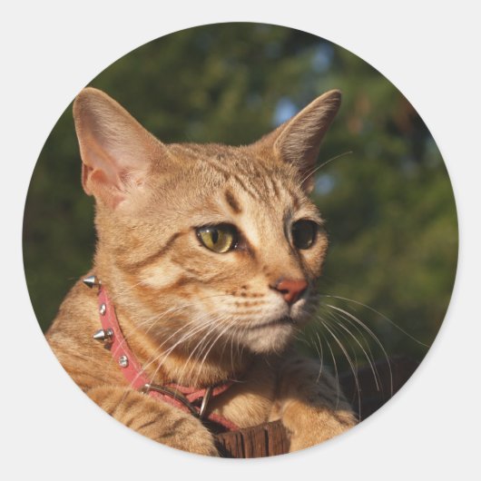 Savannah Cat Round Sticker (Voorkant)
