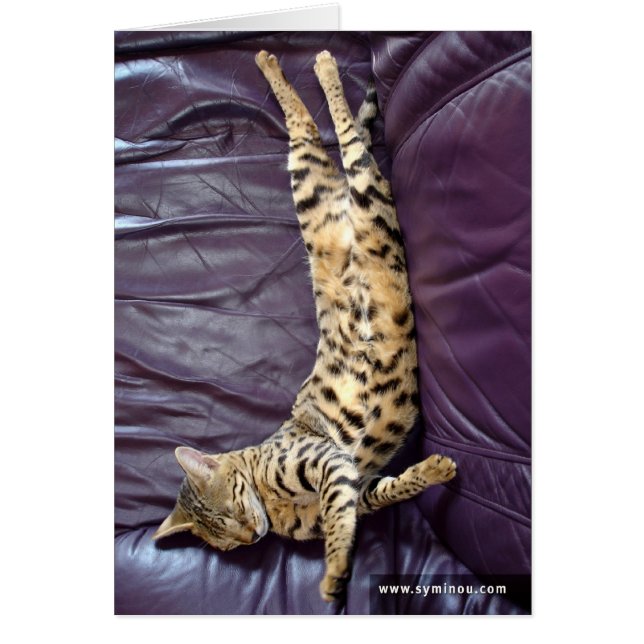 Savannah Cat Slaapcard (Voorkant)