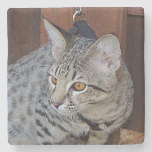 Savannah Cat Square Onderzetter (Voorkant)