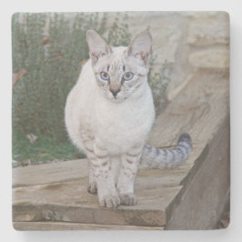 Savannah Cat Square Onderzetter