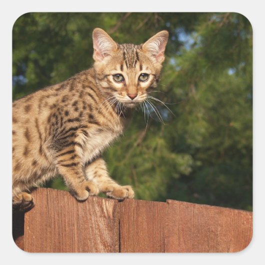 Savannah Cat Square Sticker (Voorkant)