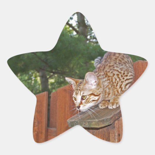 Savannah Cat Star Sticker (Voorkant)
