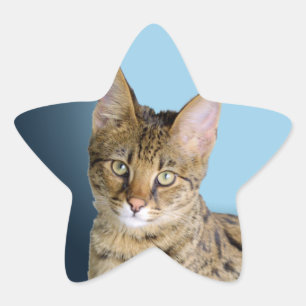 Savannah Cat Ster Sticker