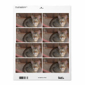Savannah Étiquette d'expédition de chats (Feuille entière)