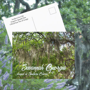 Savannah GA Spaanse mos hangende Live Oaks-foto Briefkaart