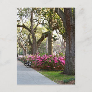 Savannah Georgia in Spring Forsyth Park Azaleas Oa Briefkaart