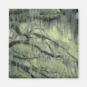 Savannah, Georgia, levende eik-boom gedraaid met Magneet