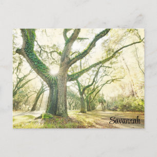 Savannah Georgia Southern Live Oak Tree Briefkaart