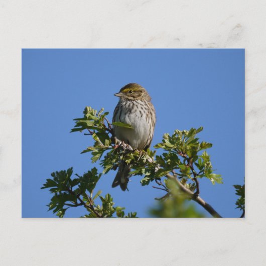 Savannah Gorheerlijk Briefkaart (Voorkant)