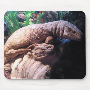 Savannah Monitor Muismat
