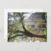 Savannah Mossy Cathedral Briefkaart (Voorkant / Achterkant)