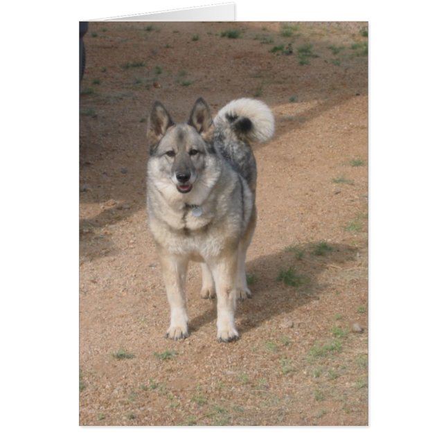 Savannah souriant (Devant)