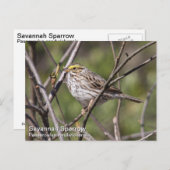 Savannah Sparrow Briefkaart (Voorkant / Achterkant)