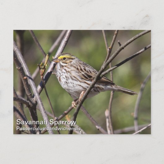 Savannah Sparrow Briefkaart (Voorkant)