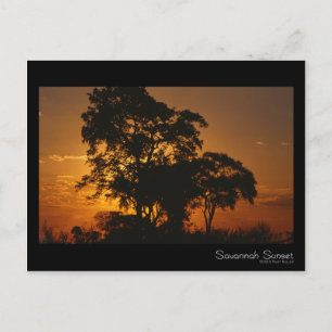 Savannah Sunset Briefkaart