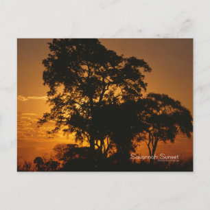 Savannah Sunset Briefkaart