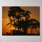 Savannah Sunset Poster (Voorkant)