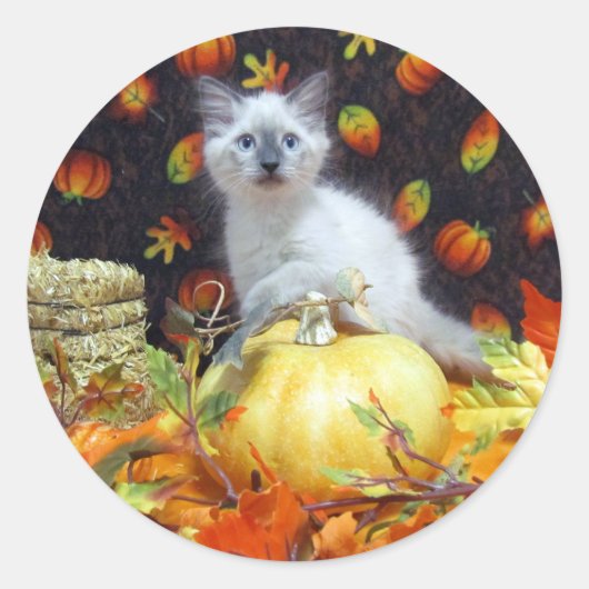 Savannah's herfst / autumn / Halloween kat sticker (Voorkant)