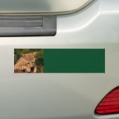 Savannekat Achtergrond Bumpersticker (Op auto)