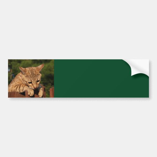 Savannekat Achtergrond Bumpersticker (Voorkant)