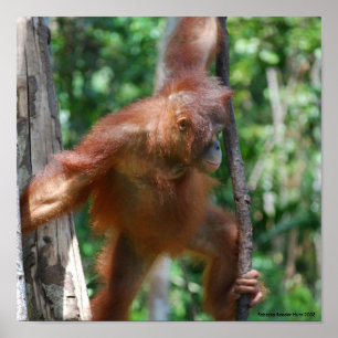 Save Orangutans Borneo Wildlife Poster